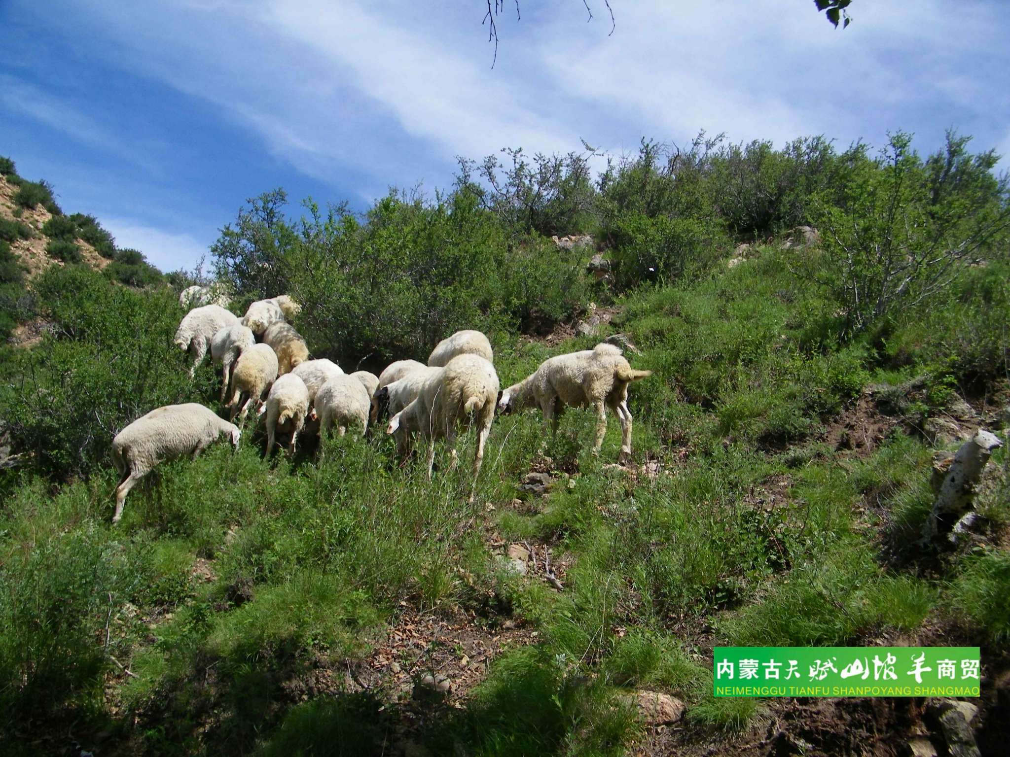 基地风光第二季 - 内蒙古天赋山坡羊商贸有限责任公司